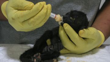 Mexico Heat Wave Monkey Deaths