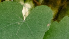 Cynthia Perez therapy BIPOC