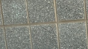 Shayne Rodriguez Thompson