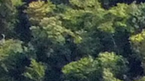 Brazil Forest Protection