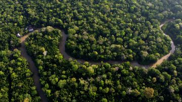 Brazil Forest Protection