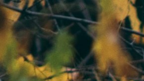 American Dream Latina