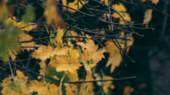 American Dream Latina