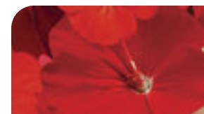 Latina books required reading