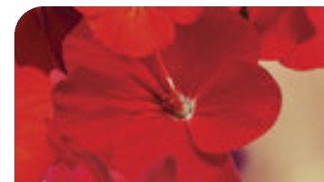 Latina books required reading