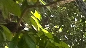 Lisette Sanchez El Salvador