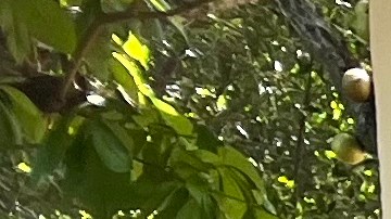 Lisette Sanchez El Salvador