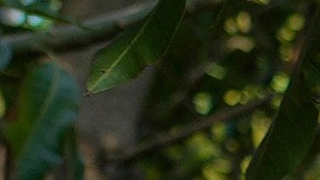 Dominican Republic Haiti Migrants