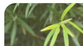 Dorsía Smith In Inheritance of Drowning