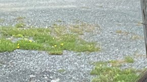 Anavic Rijo and Thatiana Diaz AT&T