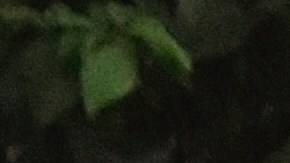 Immigration Birthright Citizenship