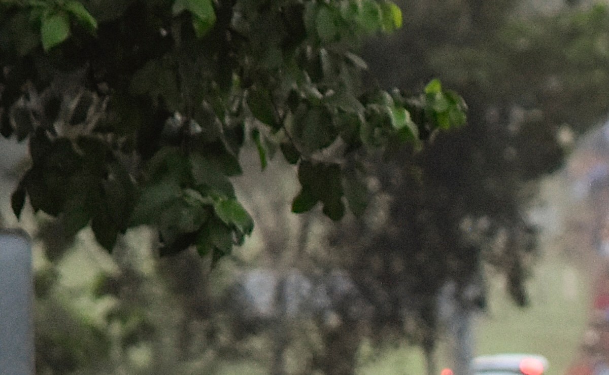 BIRTHRIGHT CITIZENSHIP US FOR GREEN CARD HOLDERS visual data 7