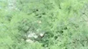 Jocelynn Rojo Carranza