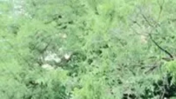 Jocelynn Rojo Carranza