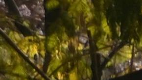 Latina revolutionary spirit