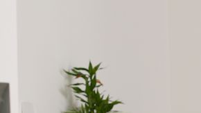 Jefa’s Desk: Annie Vazquez’s Multi-Purpose Workspace for Wellness and Creativity