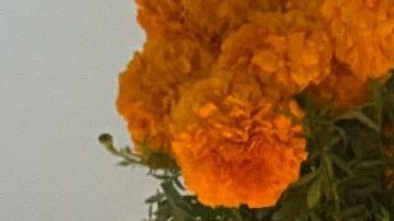 Dia De Los Muertos Laysha (2)